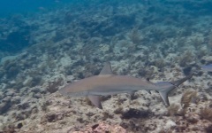 Rainbow-Reef-Dive-June-2019-11