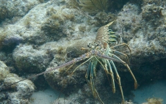 Rainbow-Reef-Dive-June-2019-6
