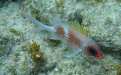Rainbow-Reef-Dive-June-2019-8