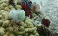 Rainbow-Reef-Dive-June-2019-9