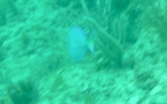 the-ebenezer-local-dive-13