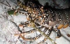 what-bar-association-do...-034