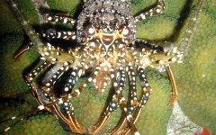 what-bar-association-do...-065