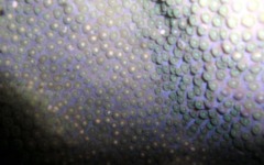 what-bar-association-do...-112